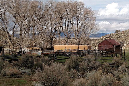 Pasture raised Great Basin Angus cattle on open Nevada rangeland, local ranch coop