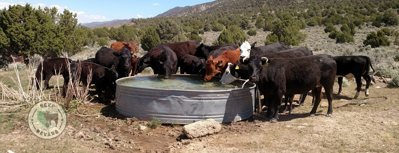 Beef-Nevada Cattle