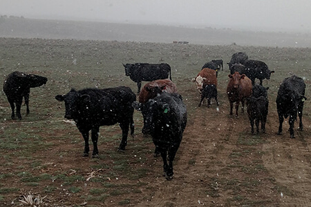 Great Basin Angus cattle free‑ranging on Nevada rangeland — pasture‑raised, all‑natural beef