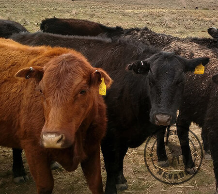 Beef-Nevada Cattle