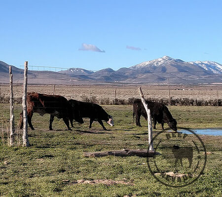 Beef-Nevada Cattle