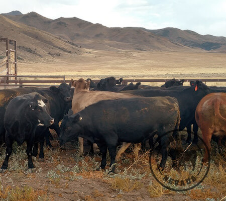 Beef-Nevada Cattle