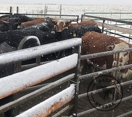 Beef-Nevada Cattle