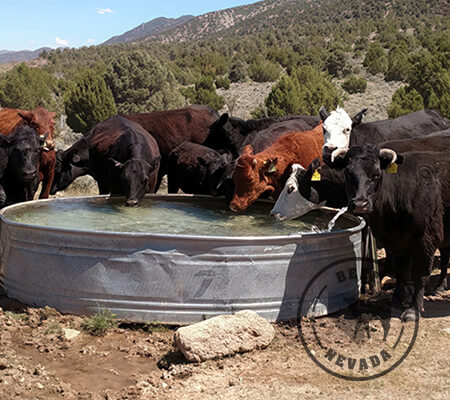 Beef-Nevada Cattle