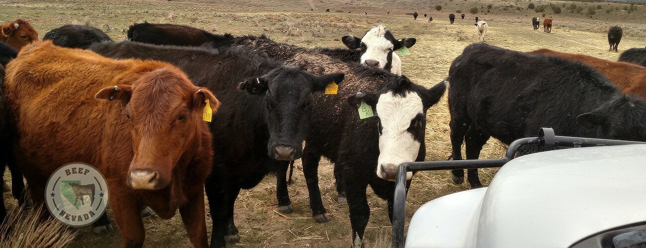 Beef-Nevada Cattle