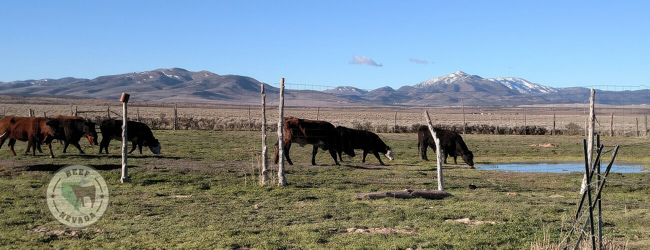 Beef-Nevada Cattle