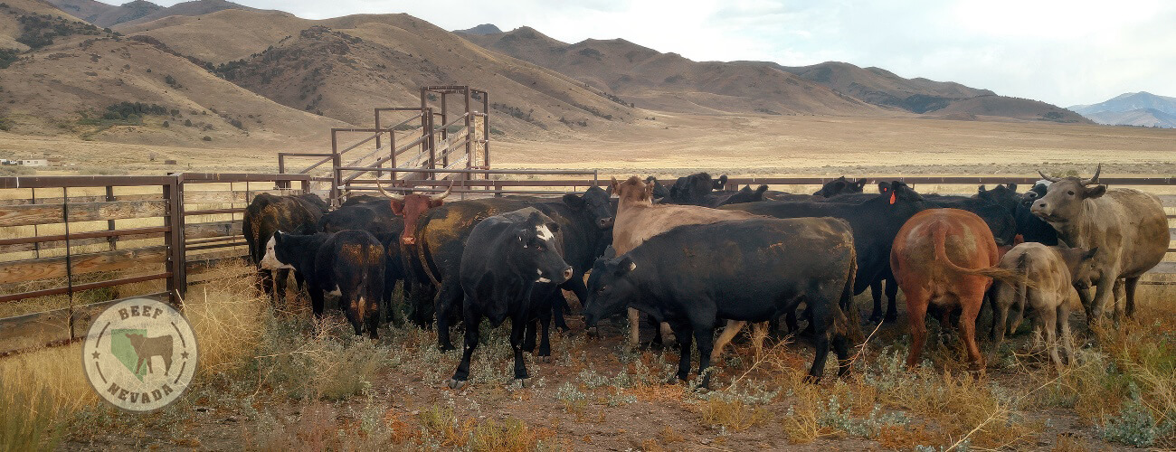 Beef-Nevada Cattle