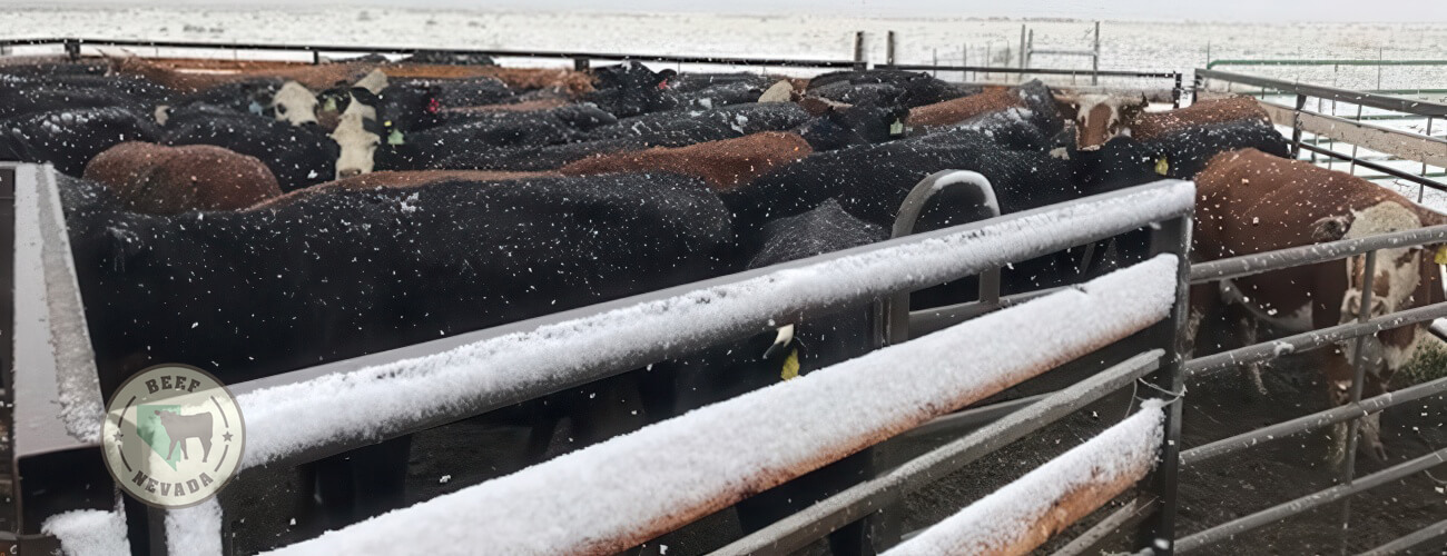 Beef-Nevada Cattle