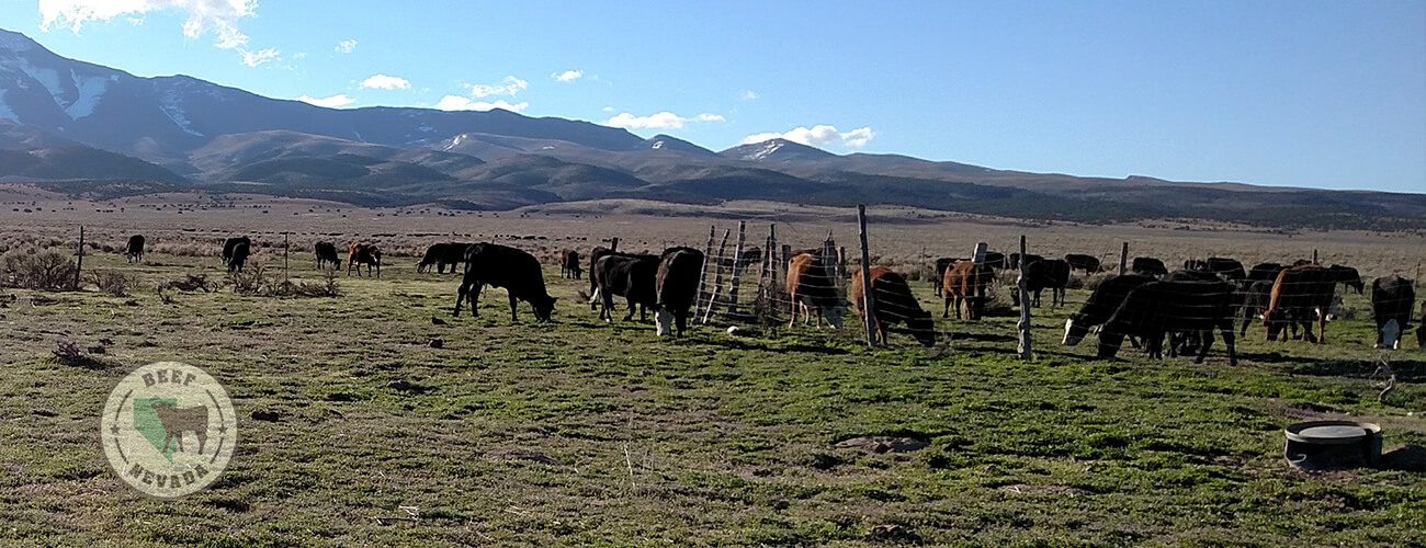 Beef-Nevada Cattle