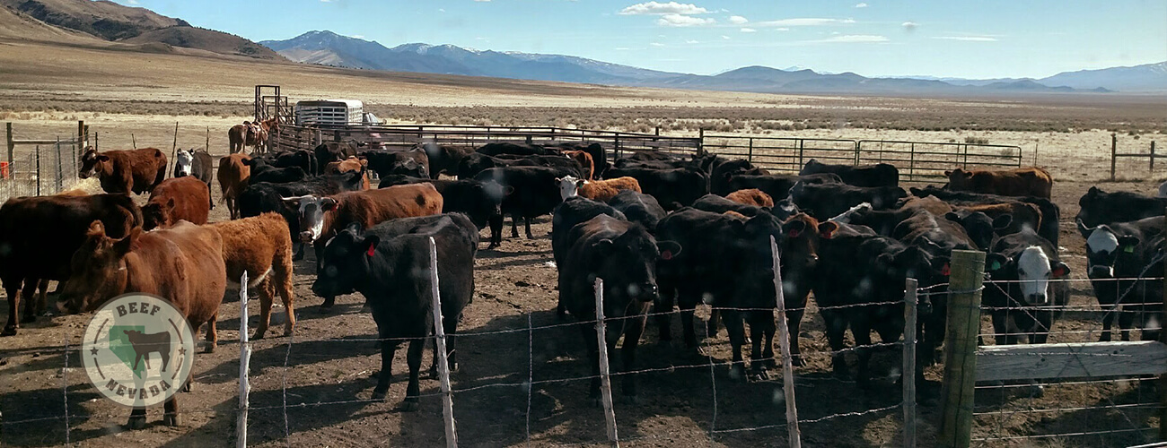 Beef-Nevada Cattle
