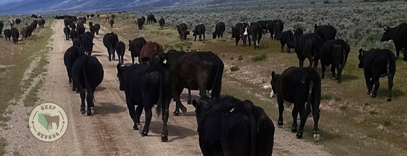 Beef-Nevada Cattle